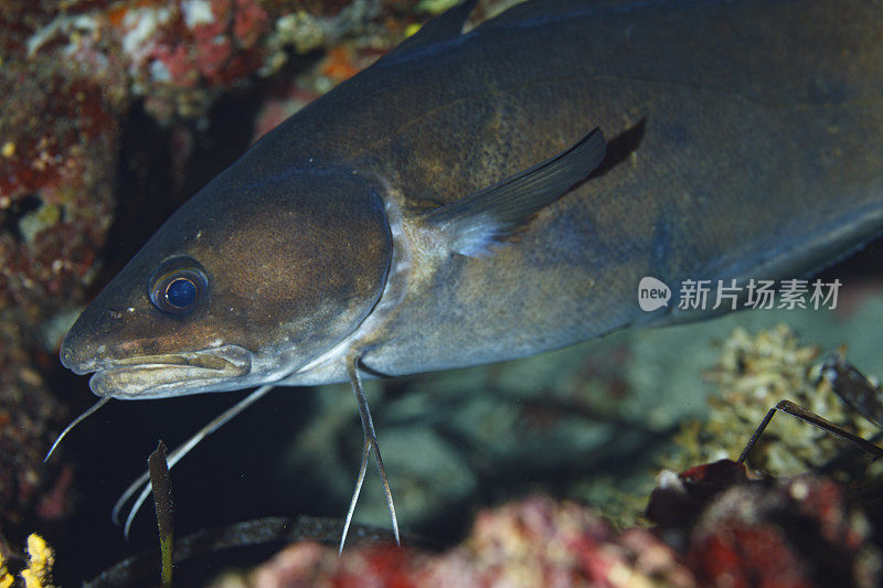 海洋生物。GAIDROPSARUS MEDITERRANEUS鱼在水下地中海水肺潜水员的观点。
Gaidropsarus mediterraneus -三个长胡子的摇滚歌手，Seequappe, Motelle De Mediterrane-Gelincik